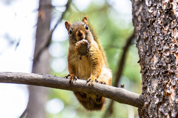 Red Squirrel in sunny day