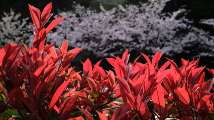 red and  cherry flower