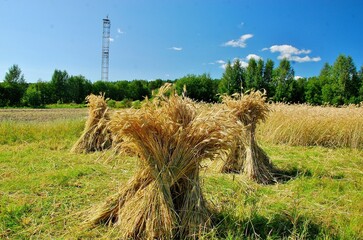 field in the summer