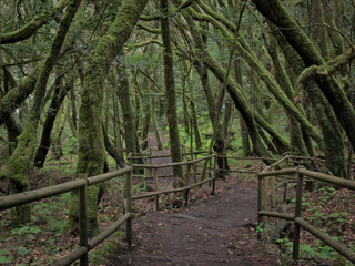 Beginning of the trail inside the Garajonay National Park