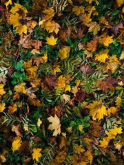 Background of autumn leaves