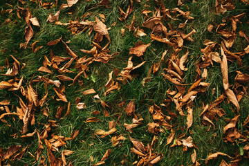 Autumn texture. Withered autumn leaves. Orange leaves on green grass. Background. Texture for an autumn banner. Pattern.
