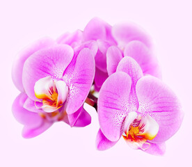 Fototapeta premium Beautiful orchid on pink background. Phalaenopsis in bloom