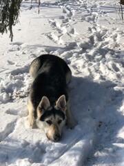 Eastern European Shepherd puppy with big eyes. Looking at the camera