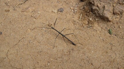 Stick Bug