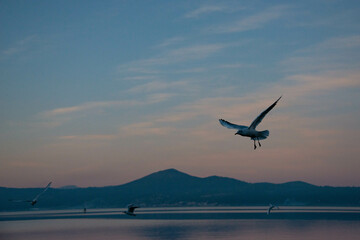 Gabbiani al tramonto