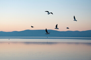 Gabbiani sul lago di Bracciano