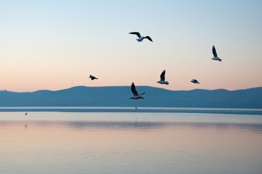Gabbiani sul lago di Bracciano
