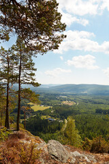 View of forest environment in Sweden
