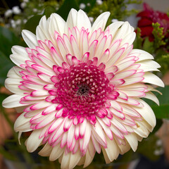 A pale white and violet gerbera daisy flower top view close-up