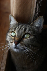 portrait of an animal with an expressive look