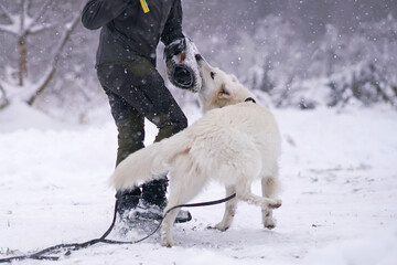 Angry long-haired White Swiss Shepherd dog attacking the decoy helper biting a special soft sleeve during the protection training time in winter
