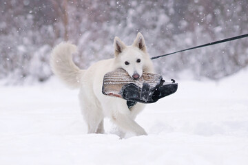 Pleased long-haired White Swiss Shepherd dog walking on a snow holding a soft bite sleeve in its mouth during the protection training time in winter
