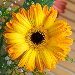 A vivid yellow gerbera daisy flower top view close-up