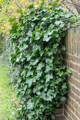 ivy on the wall