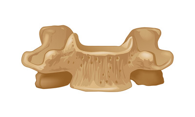 Sixth cervical vertebra. In front. Human anatomy atlas
