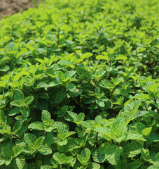 Fresh peppermint trees in organic garden. Green peppermint leaves. 