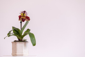 Beautiful Orchid with white wall background and natural light