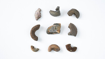 Ammonite fossil isolated on white background. Goniatite fossil. © Anton