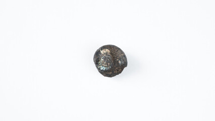 Ammonite fossil isolated on white background. Goniatite fossil.