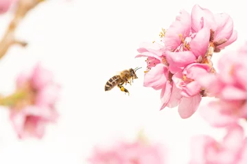 Foto auf Acrylglas fliegende Honigbiene sammelt Pollen im Frühjahr auf einer Pfirsichblüte © Karoline Thalhofer
