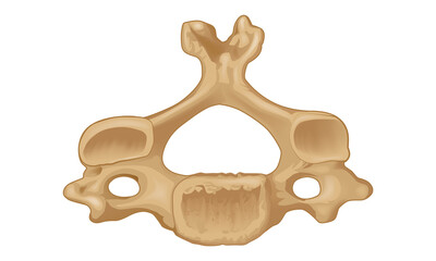 Fourth cervical vertebra. Bottom view. Human anatomy atlas