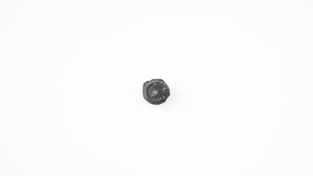 Ammonite fossil isolated on white background. Goniatite fossil.