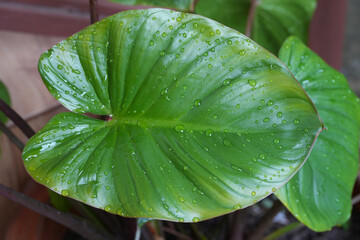  Closeup Leaves of the homalomena rubescens kunth or king of heart in the Tropical garden a tree...