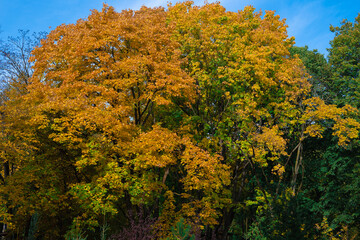 colorful autumn park, yellow foliage on trees