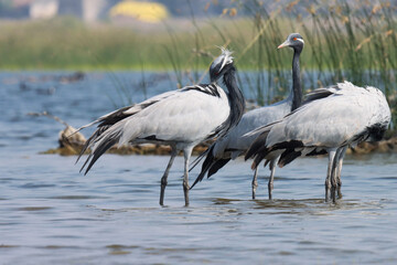 Demoiselle cranes at river. Crane bird. Grus virgo.