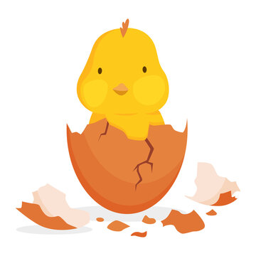 Chicken hatching from the egg. Cartoon baby chick born process. Small baby bird emergence from egg, cracked shell. Funny domestic animal. Funny and educational illustration for kids