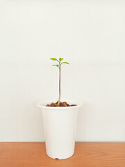 Seedlings in the white pots. - 496458166