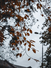 autumn bright yellow leaves, blurred background