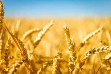 Fototapeta premium Wheat field. Ears of golden wheat closeup. Wheat harvest