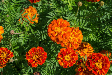 Obraz na płótnie Canvas Close up of beautiful Marigold flower in the garden