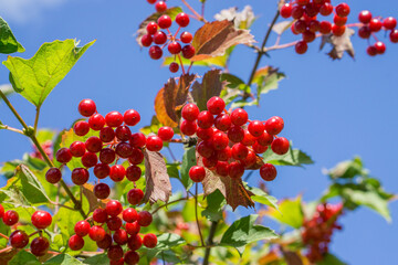 Viburnum berries in the garden on a branch with leaves.