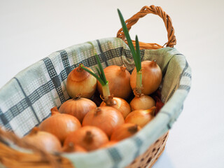 Onion and green onion in the basket on a white background