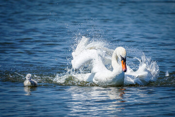 pelicans on the water