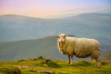sheep in the mountains