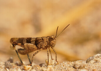 grasshopper on the ground