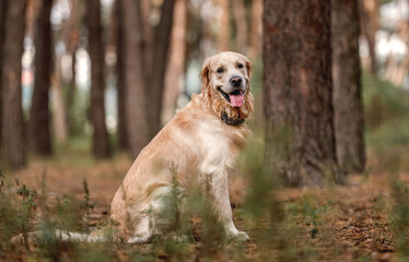 Golden retriever dog in the forest