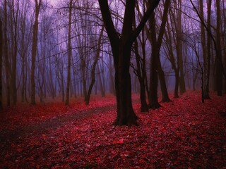 Unearthy mysterious forest in thick fog. Red forest in the morning. Paranormal dark woods.	