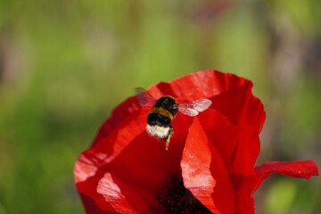 red poppy flower