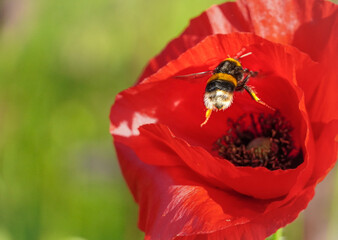 bee on red flower