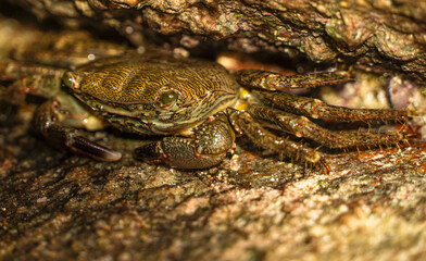 close up of a crab