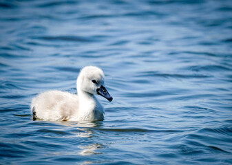 mute swan cygnus olor