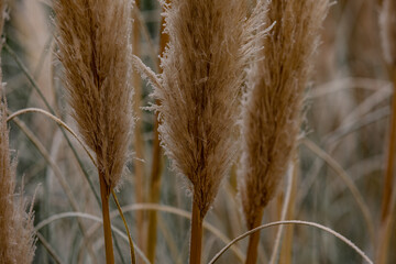 Frozen tufts of pampas grass in winter