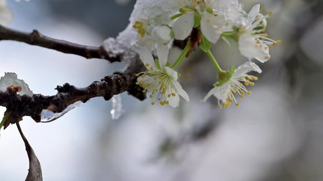 neve primaverile su piante in fiore