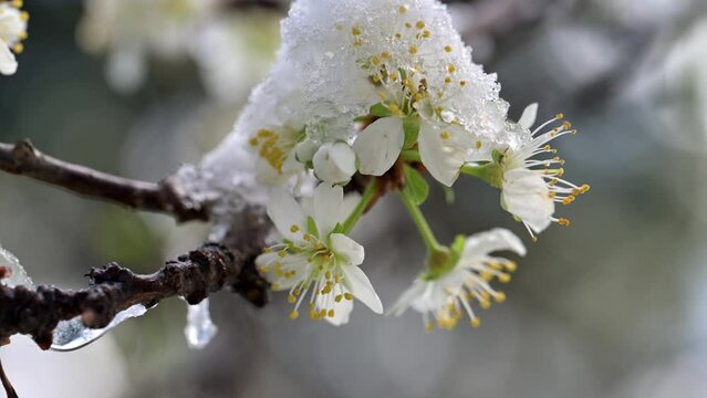 neve primaverile su piante in fiore