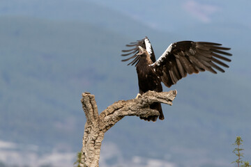 Adult female Spanish Imperial Eagle defending her territory from her favorite lookout of red kites at first light of day